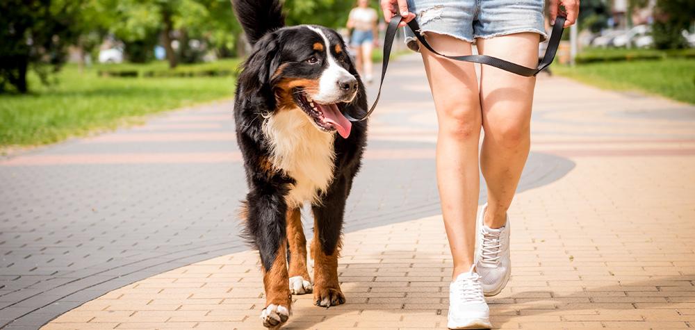 What to Expect from a Professional Dog Walker (and What Matters Most)