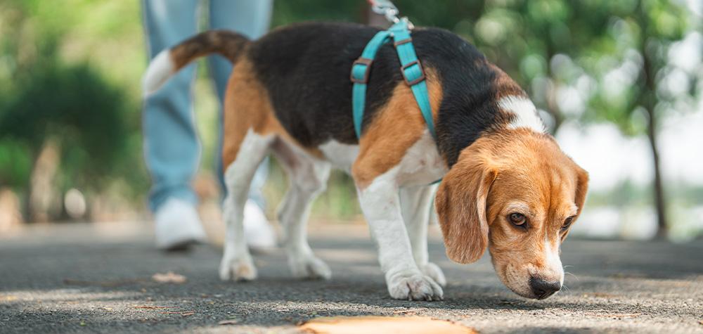 Is a 30-Minute Walk Enough for Your Dog?