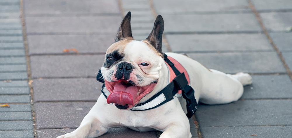 Beating the Dallas Heat: Comprehensive Summer Safety Tips for Your Pets