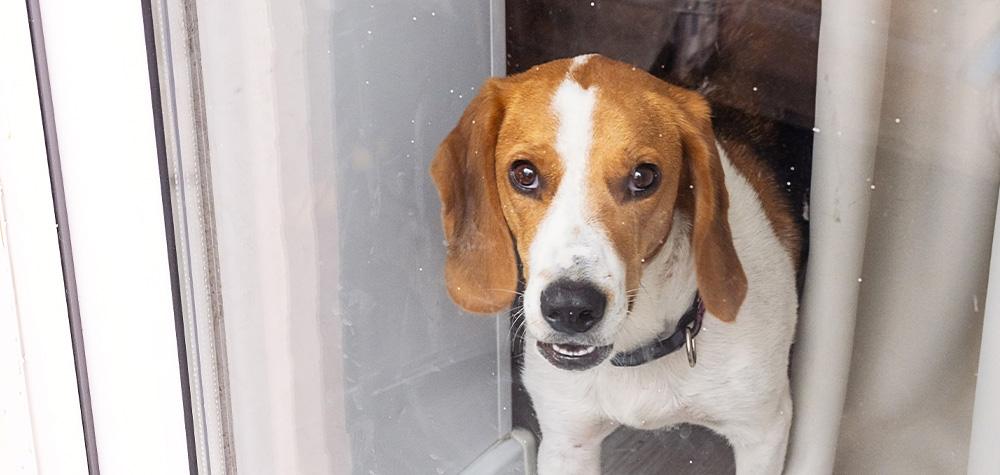What a Meet-and-Greet With a Pet Sitter Should Look Like