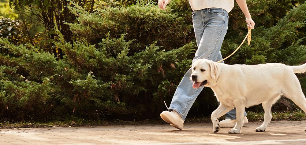 What Your Dog’s Walking Pace Can Tell You About How They’re Feeling