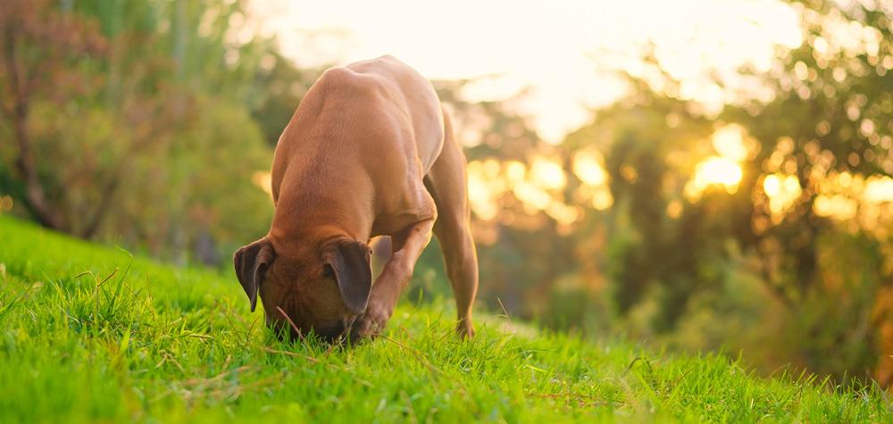 Why Sniffing Is One of the Best Forms of Exercise for Dogs